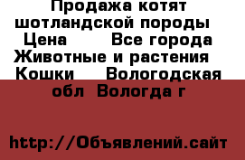 Продажа котят шотландской породы › Цена ­ - - Все города Животные и растения » Кошки   . Вологодская обл.,Вологда г.